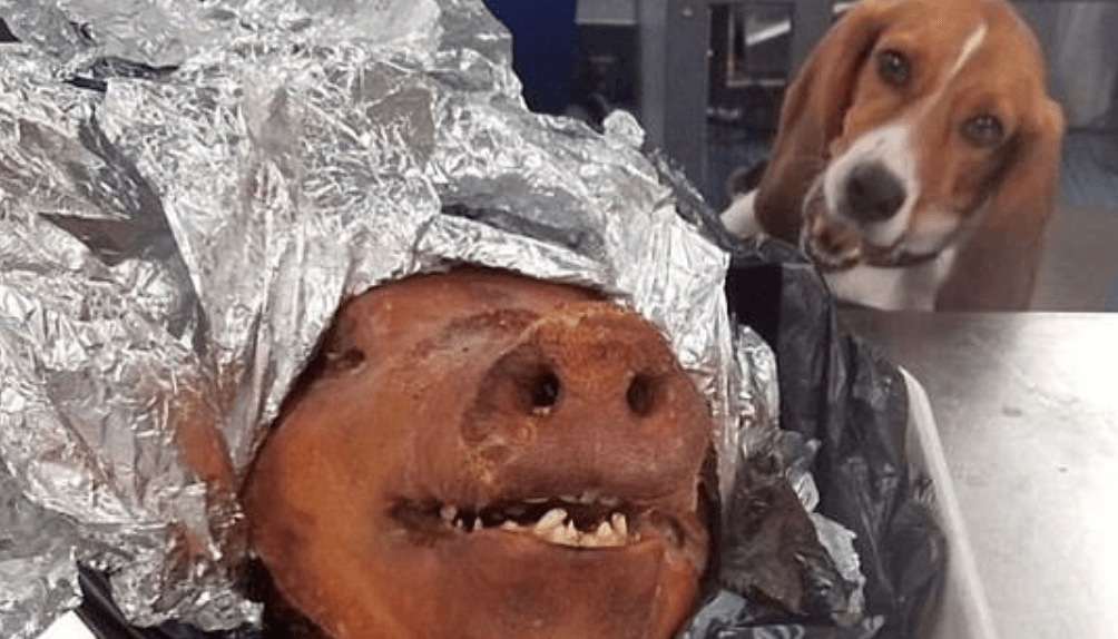 Beagle detects roasted pig head in baggage at Atlanta airport