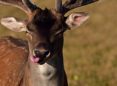 American Eagle flight strikes deer on takeoff at Pennsylvania airport | Secret Flying