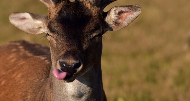 American Eagle flight strikes deer on takeoff at Pennsylvania airport | Secret Flying American Eagle flight strikes deer on takeoff at Pennsylvania airport | Secret Flying
