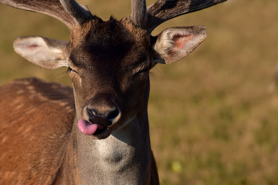 American Eagle flight strikes deer on takeoff at Pennsylvania airport