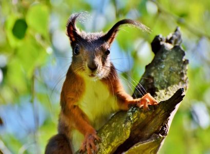 Woman removed from Frontier flight after bringing an ’emotional support’ squirrel onboard | Secret Flying