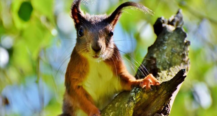 Woman removed from Frontier flight after bringing an ’emotional support’ squirrel onboard | Secret Flying