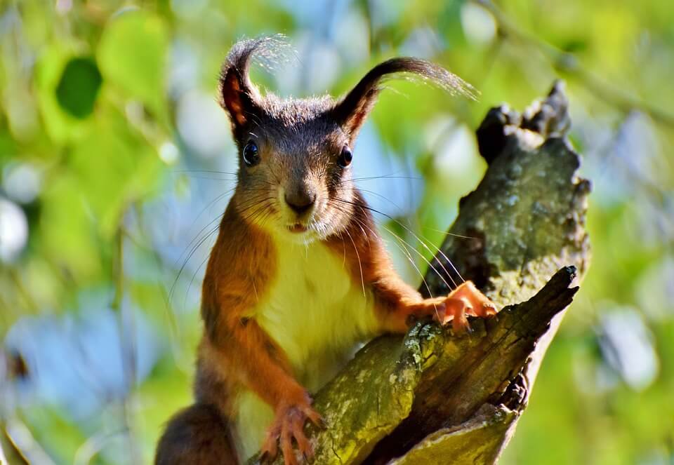 Woman removed from Frontier flight after bringing an ’emotional support’ squirrel onboard
