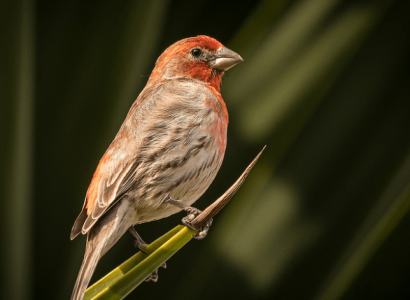 JFK customs officials discover 70 live finches hidden in hair rollers | Secret Flying