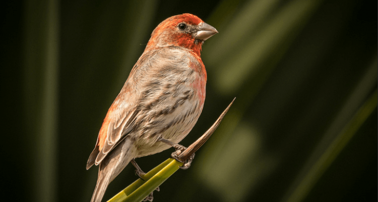 JFK customs officials discover 70 live finches hidden in hair rollers | Secret Flying