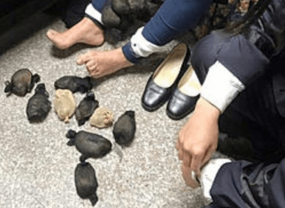 Taiwanese woman caught smuggling 24 gerbils under her skirt | Secret Flying