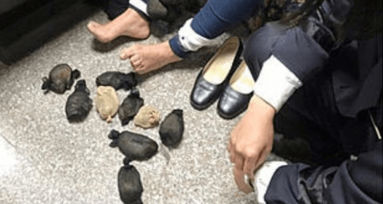 Taiwanese woman caught smuggling 24 gerbils under her skirt | Secret Flying