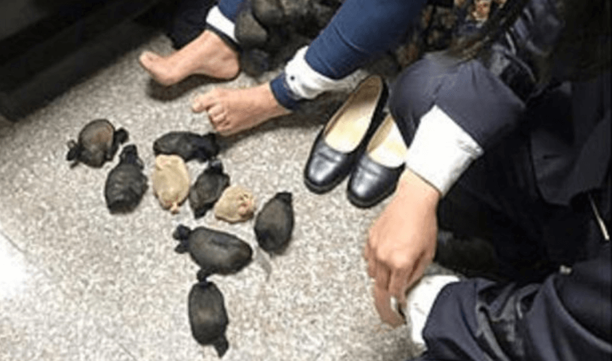 Taiwanese woman caught smuggling 24 gerbils under her skirt