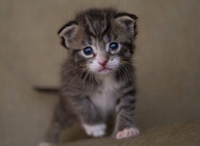 United Airlines cracks down on emotional support animals | Secret Flying