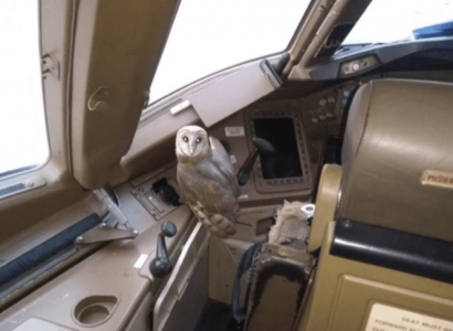 Owl found in Jet Airways aircraft cockpit | Secret Flying