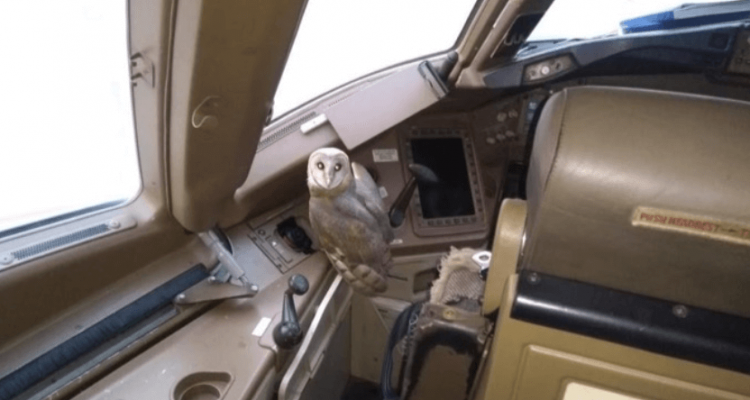 Owl found in Jet Airways aircraft cockpit | Secret Flying