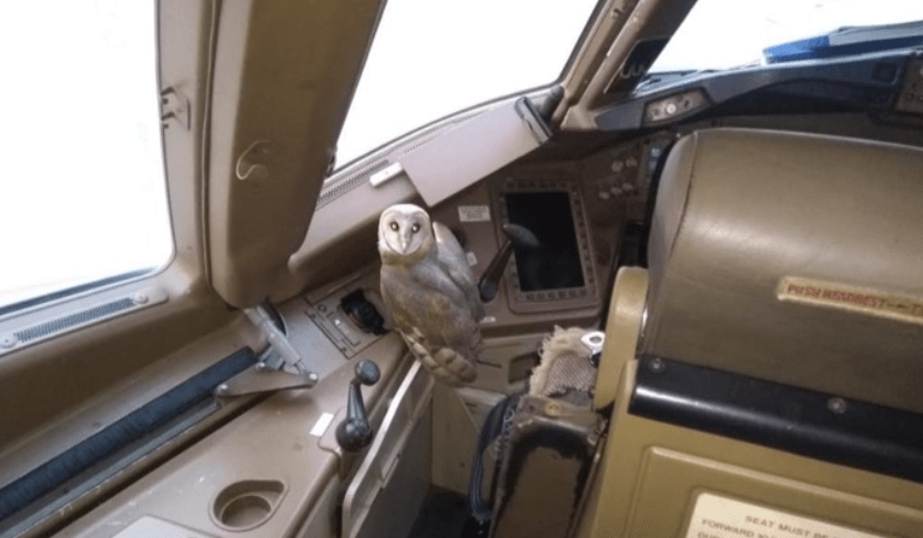 Owl found in Jet Airways aircraft cockpit