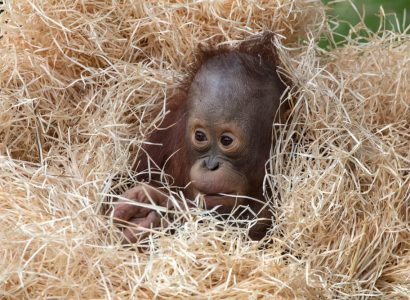 Russian tourist caught trying to smuggle drugged baby orangutan from Bali | Secret Flying