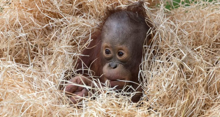 Russian tourist caught trying to smuggle drugged baby orangutan from Bali | Secret Flying