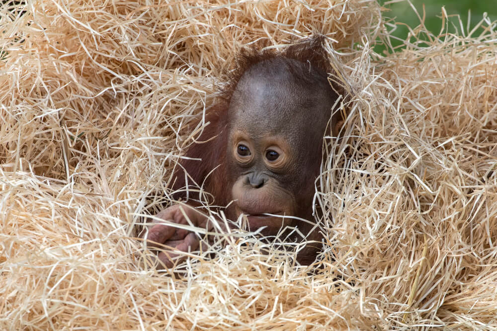 Russian tourist caught trying to smuggle drugged baby orangutan from Bali