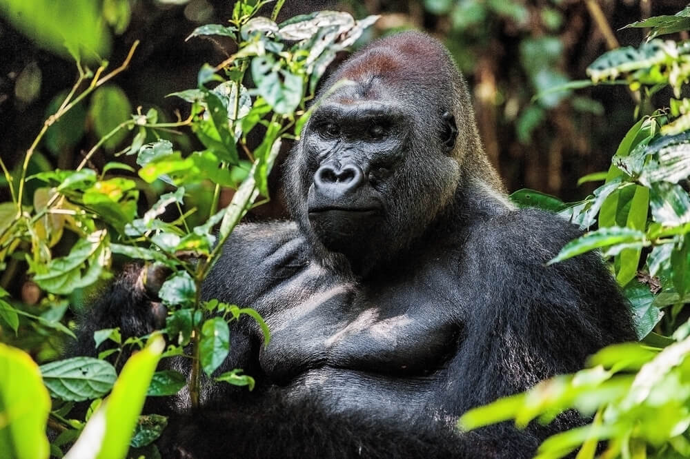 Paris, France to Yaounde, Cameroon for only €452 roundtrip