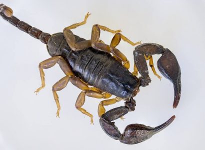 Scorpions on a Plane: Woman stung on Air Transat flight | Secret Flying