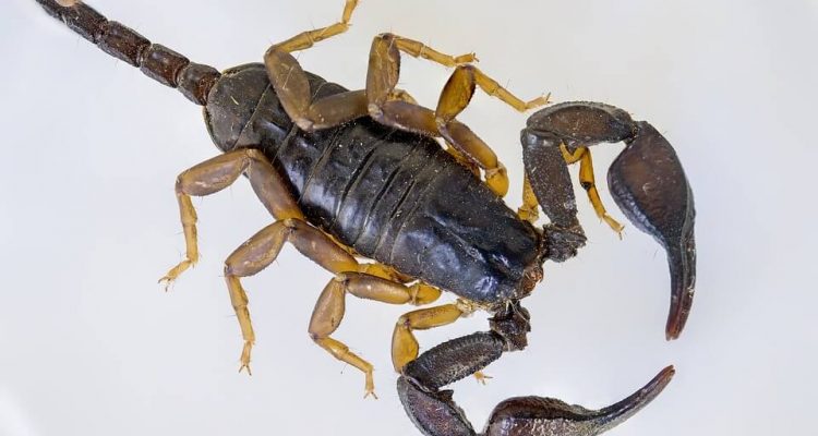 Scorpions on a Plane: Woman stung on Air Transat flight | Secret Flying
