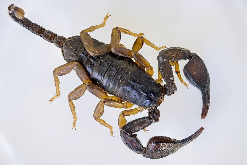 Scorpions on a Plane: Woman stung on Air Transat flight