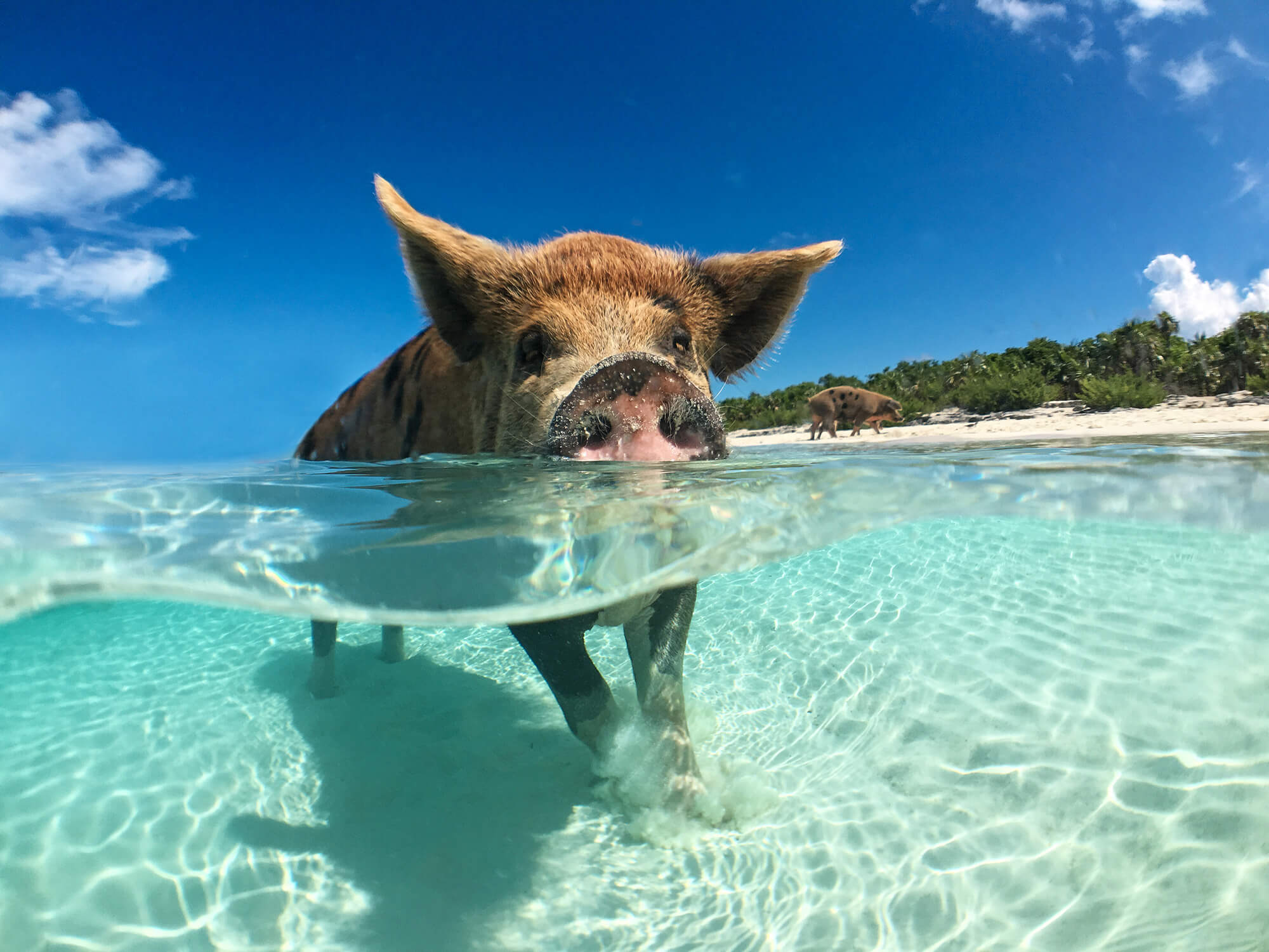 Montreal, Canada to the Bahamas for only $416 CAD roundtrip