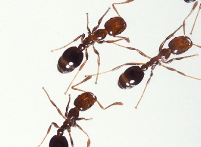 United Airlines flight from Venice to New York overrun with ants | Secret Flying