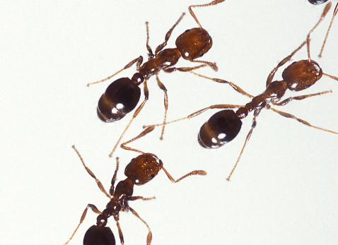 United Airlines flight from Venice to New York overrun with ants | Secret Flying United Airlines flight from Venice to New York overrun with ants | Secret Flying