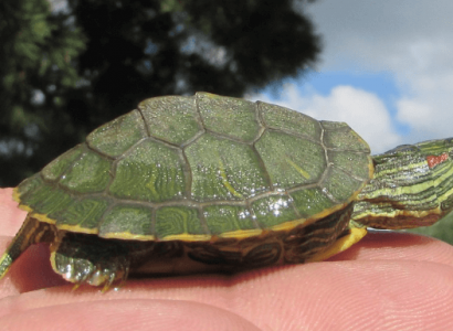 Malaysian officials find 5,255 turtles concealed in luggage | Secret Flying