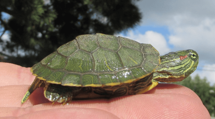 Malaysian officials find 5,255 turtles concealed in luggage | Secret Flying Malaysian officials find 5,255 turtles concealed in luggage | Secret Flying