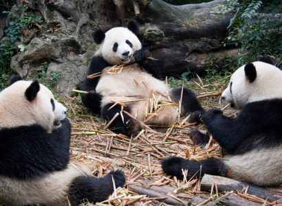 Flight deals from US cities to Chengdu, China | Secret Flying