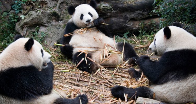Flight deals from US cities to Chengdu, China | Secret Flying