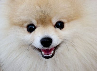 American Airlines flight attendant requires stitches after emotional support dog bite | Secret Flying