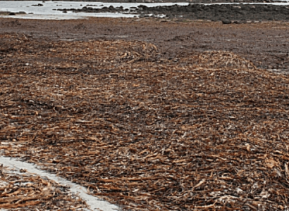 Rotting seaweed invasion is killing Cancun’s tourism | Secret Flying
