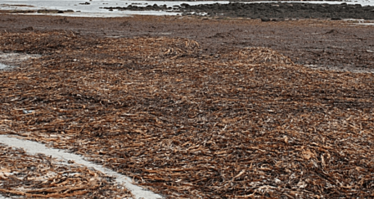 Rotting seaweed invasion is killing Cancun’s tourism | Secret Flying