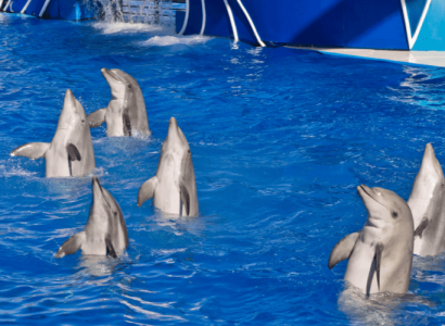 SeaWorld hits back at Virgin Holidays after company stops selling tickets to theme park | Secret Flying
