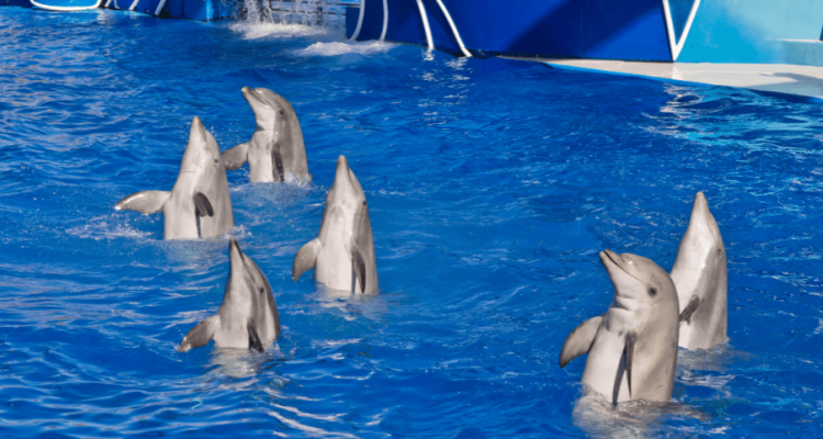 SeaWorld hits back at Virgin Holidays after company stops selling tickets to theme park | Secret Flying SeaWorld hits back at Virgin Holidays after company stops selling tickets to theme park | Secret Flying