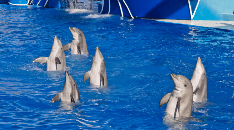 SeaWorld hits back at Virgin Holidays after company stops selling tickets to theme park