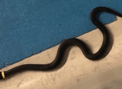 15-inch-long snake left behind by passenger at TSA checkpoint | Secret Flying