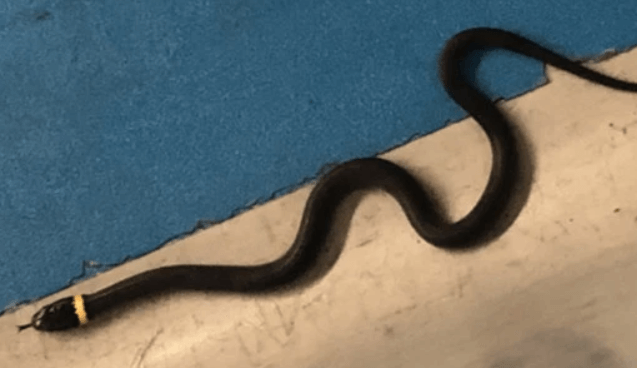 15-inch-long snake left behind by passenger at TSA checkpoint | Secret Flying 15-inch-long snake left behind by passenger at TSA checkpoint | Secret Flying