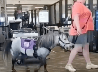 Passenger brings miniature horse named ‘Flirty’ on American Airlines flight | Secret Flying