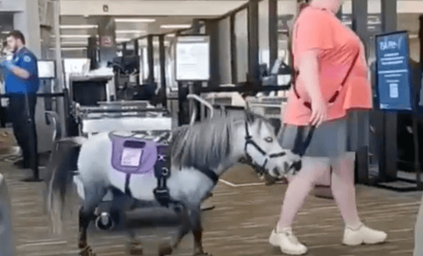 Passenger brings miniature horse named ‘Flirty’ on American Airlines flight | Secret Flying