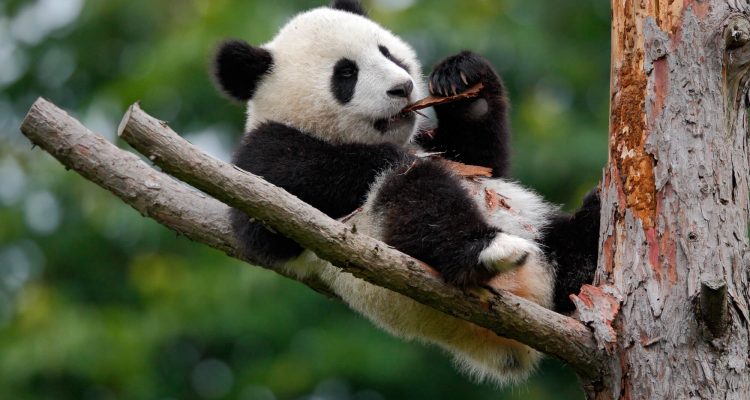 Flight deals from London, UK to Chongqing or Xi'an, China | Secret Flying