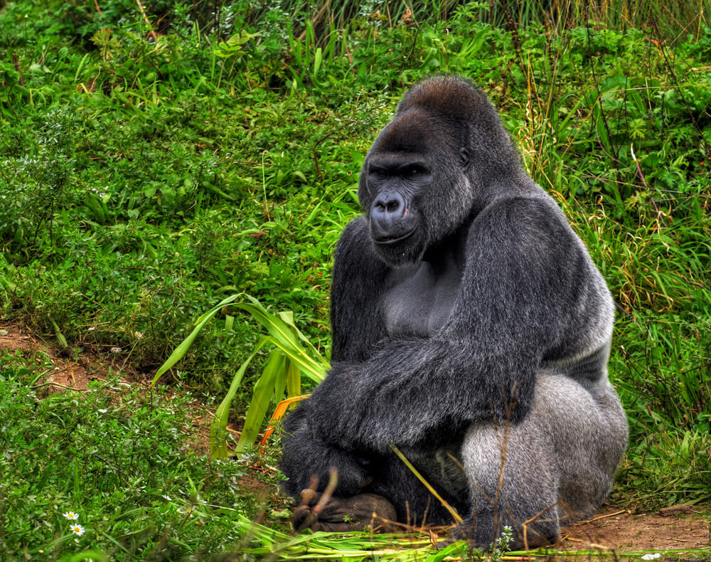 Brussels, Belgium to Kinshasa, Democratic Republic of Congo for only €479 roundtrip