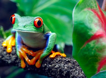 Flight deals from Charlotte, North Carolina to Liberia, Costa Rica | Secret Flying