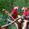 Non-stop from Fort Lauderdale to Liberia, Costa Rica for only $279 roundtrip