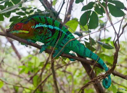 Flight deals from Bologna, Italy to Madagascar | Secret Flying