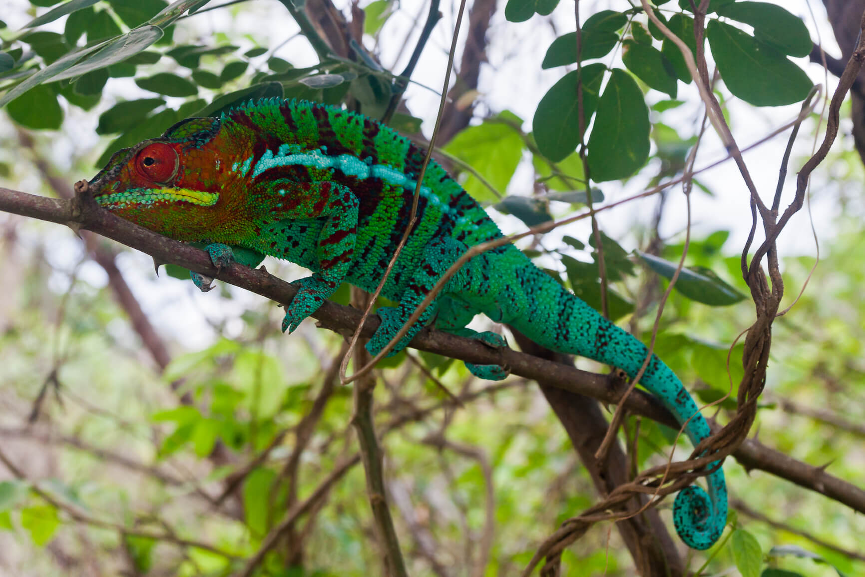 Bologna, Italy to Madagascar for only €395 roundtrip (Jan-Feb dates)