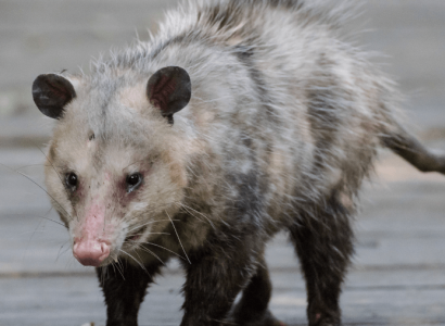 Californian man sneaks pet opossum onto United flight after JetBlue removed him | Secret Flying