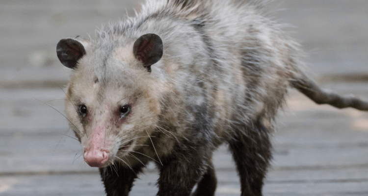 Californian man sneaks pet opossum onto United flight after JetBlue removed him | Secret Flying