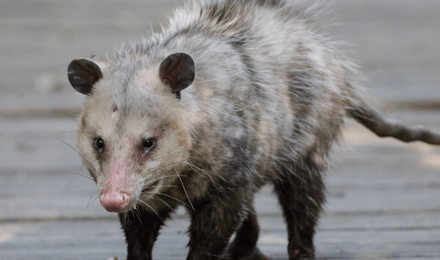 Californian man sneaks pet opossum onto United flight after JetBlue removed him