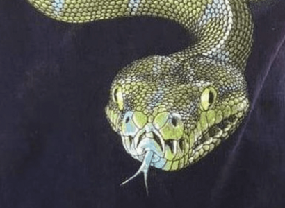 10-year-old boy forced to remove snake t-shirt as it could ’cause anxiety for other passengers’ | Secret Flying